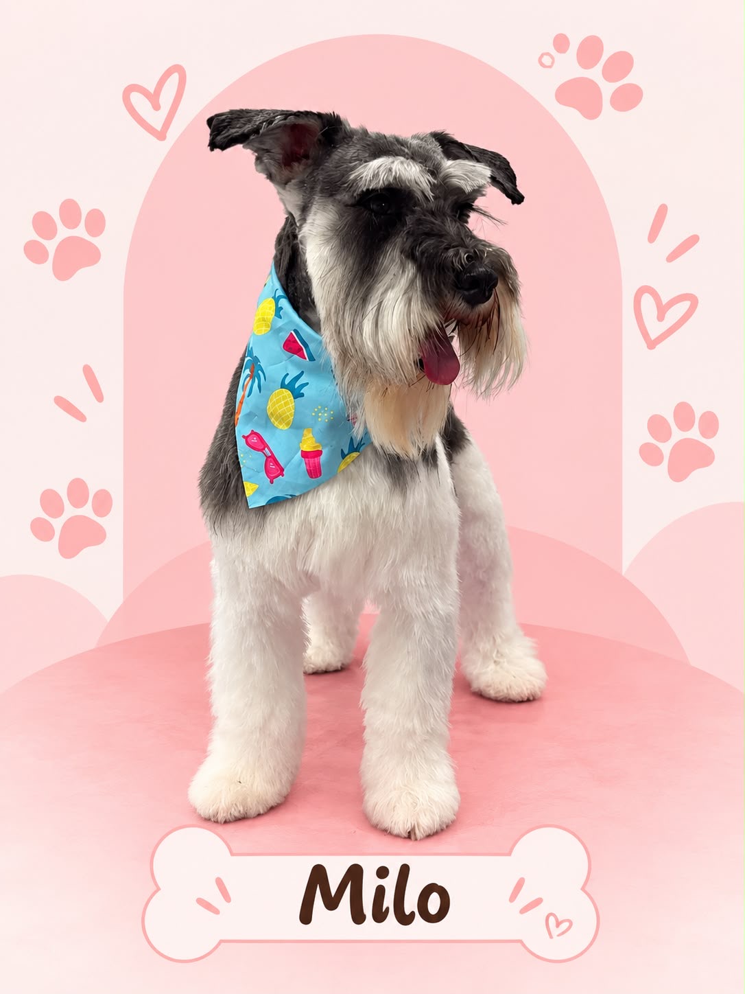 Milo, a freshly groomed schnauzer wearing a turquoise bandana