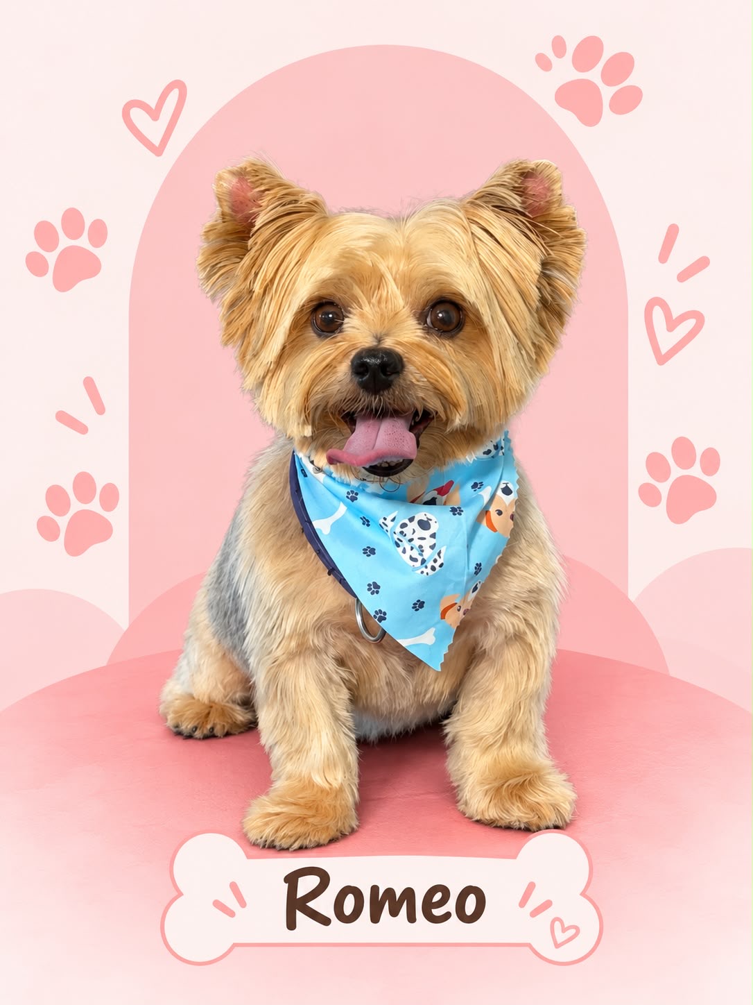 Romeo, a freshly groomed golden Yorkshire terrier wearing a blue patterned bandana